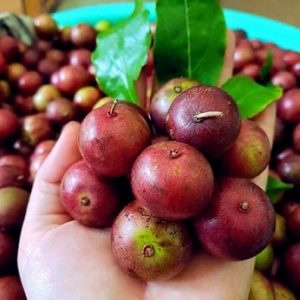 Hình ảnh: Cây Hồng Quân