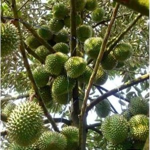 Hình ảnh: Cây Sầu Riêng Thái Monthong