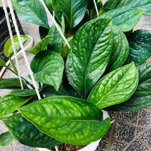 Hình ảnh: Cây Trầu Bà Hạnh Phúc chậu treo