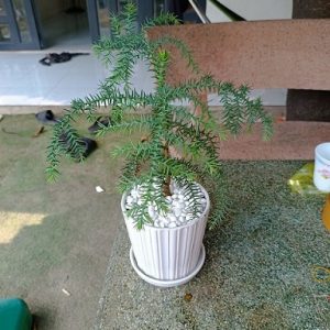 Hình ảnh : Cây Tùng Xương Cá để bàn