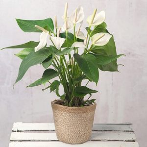 Hình ảnh : cây Hoa Hồng Môn Trắng