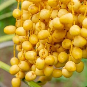 Hình ảnh: Cây Chà Là Trung Đông