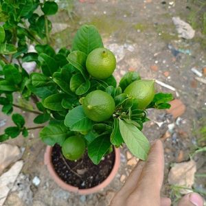 Hình ảnh: Cây Chanh Vàng Mỹ Tại vườn