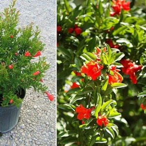 Hình ảnh: Cây Lựu Đỏ Ấn Độ