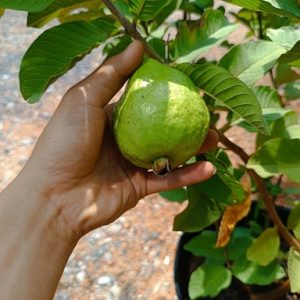 Hình ảnh: cây Ổi nữ hoàng tại vườn