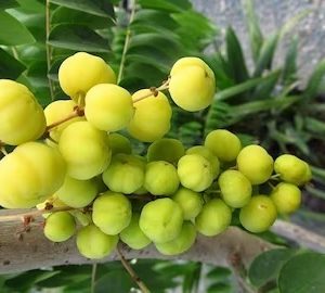 Cây Chùm Ruột Trái Ngọt