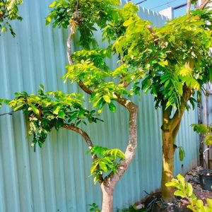 Cây Nhãn long trưởng thành