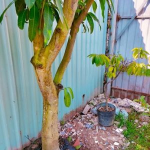 Cây xoài đài loan trưởng thành cao 4m