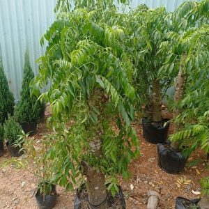 Hình ảnh: Cây Cóc Thái Gốc Lớn tại vườn