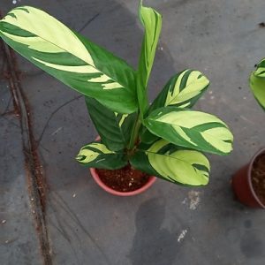 Hình ảnh: Cây Đuôi Công Sọc Vàng để bàn