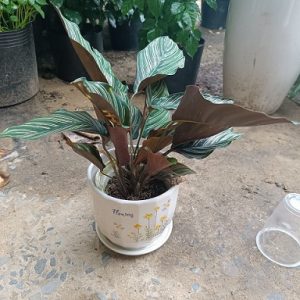 Hình ảnh : Cây Đuôi Công Tím để bàn