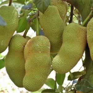 Hình ảnh: Cây mít tố nữ sầu riêng giống