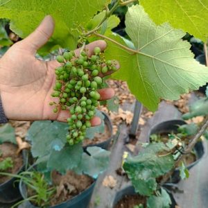 Hình ảnh: Cây Nho Muscat Bailey tại vườn
