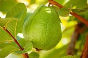 Cây ổi tân châu trồng chậu