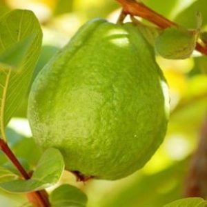 Cây ổi tân châu trồng chậu