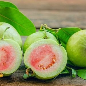 Cây ổi tân châu trồng chậu