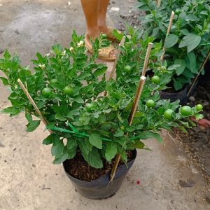 Hình ảnh: Cây Ớt Cherry tại vườn