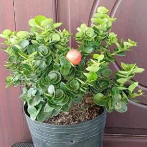 Hình ảnh: cây Si Rô Thái tại HCM