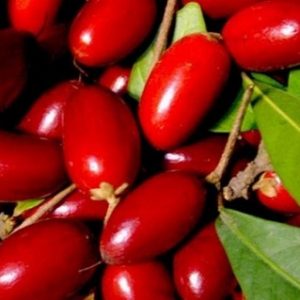 Hình ảnh: Cây Thần Kỳ tại vườn