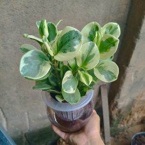 Hình ảnh: Cây Trường Sinh Cẩm Thạch Thủy Sinh