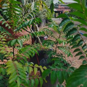 cây cà ri ấn độ