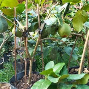 Cây bưởi da xanh trồng chậu có trái