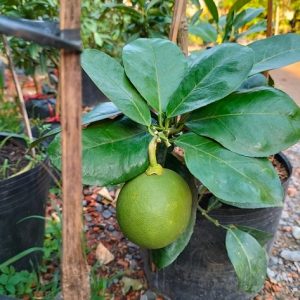 Cây bưởi da xanh trồng chậu