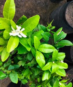 Bán cây chanh tứ quý trồng chậu có trái