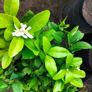 Bán cây chanh tứ quý trồng chậu có trái