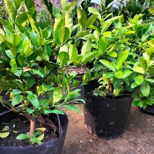 Cây chanh tứ quý trồng chậu