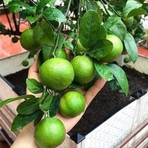 Bán cây chanh tứ quý trồng chậu có trái