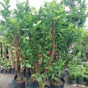 Cây ổi nữ hoàng trưởng thành