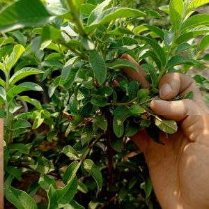 Cây ổi sẻ trồng chậu có trái