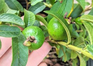 Công Dụng Của Lá Ổi