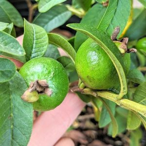 Công Dụng Của Lá Ổi