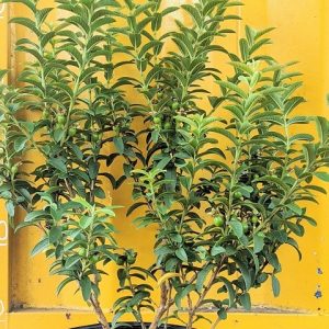 cây ổi sẻ trồng chậu có trái