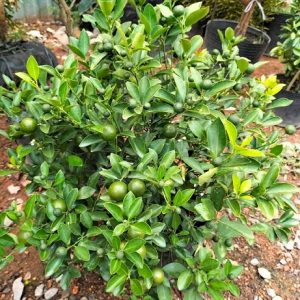 Cây tắc trồng chậu làm cảnh chưng tết