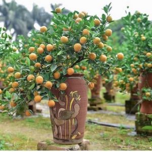 Cây Tắc Dáng Thông (hình tháp)