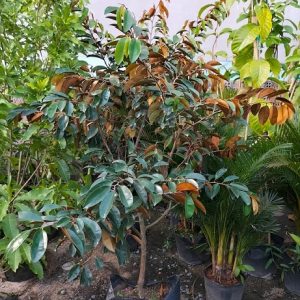 cây vú sữa mica trưởng thành