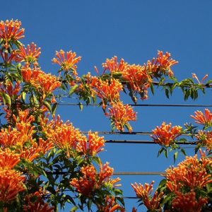 Hình ảnh: Cây Dây Leo Chùm Ớt