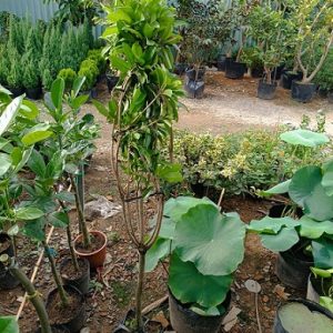 Hình ảnh: Cây Hồng Xiêm Tại vườn.