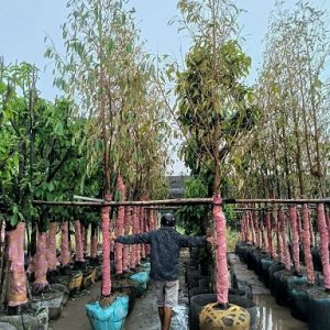 Hình ảnh: Cây Sầu Riêng Monthong trưởng thành