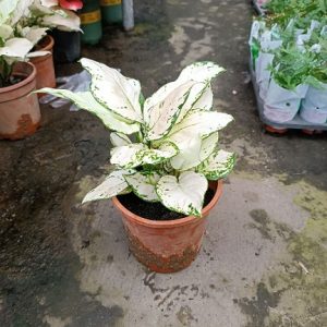 Hình ảnh: Cây Vạn Lộc Trắng