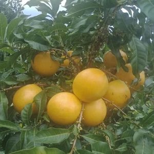Hình ảnh: Cây Vú Sữa Hoàng Kim tại vườn