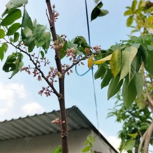 Cây khế trồng chậu có trái