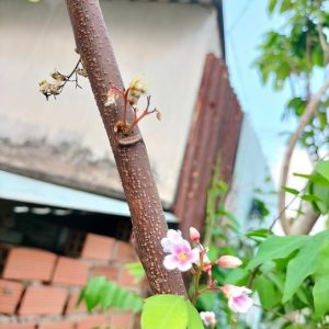 Cây khế ngọt trồng chậu có trái