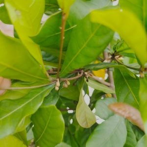 Cây thần kỳ có trái hcm