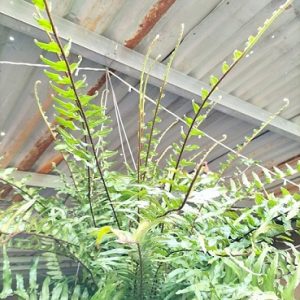 Cây dương xỉ thòng thái lan