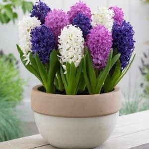 Hình ảnh : cây Hoa Tiên Ông