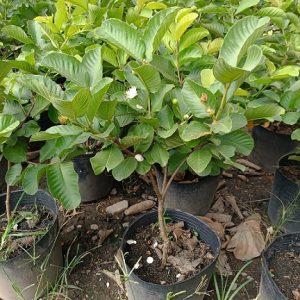 Hình ảnh: Cây Ổi Ruby Ruột Đỏ tại vườn